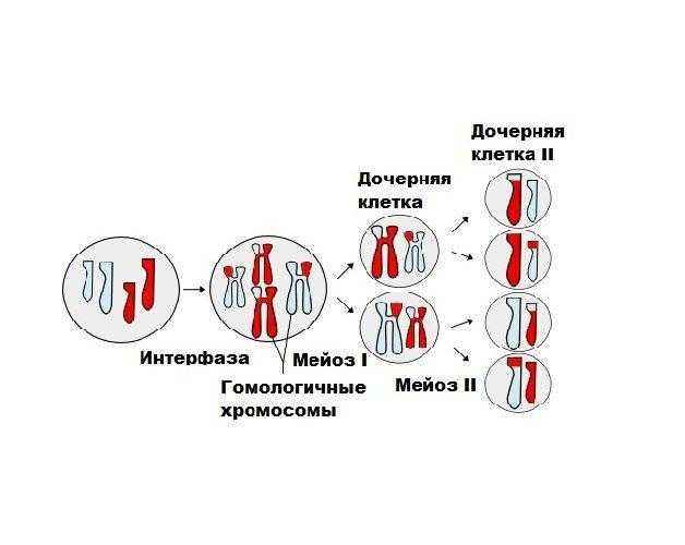 Дочерние клетки это. Дочерние клетки. Удвоение хромосом. Мейоз удвоение хромосом. Дочерние клетки в мейозе.