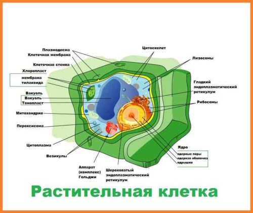 Интересные факты о стеблях растений