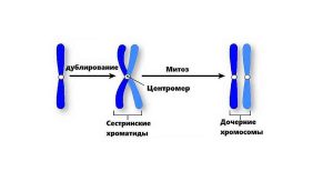 Составьте схему поведения хромосом в процессе мейоза животной клетки с 6 хромосомами