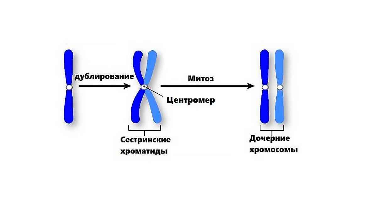 Образование четырех клеток образование однохроматидных хромосом. Строение хромосомы хроматиды. Мейоз расхождение сестринских хроматид. Дочерние хромосомы и сестринские хроматиды. Хроматиды состоящие из 2 сестринских хромосом.