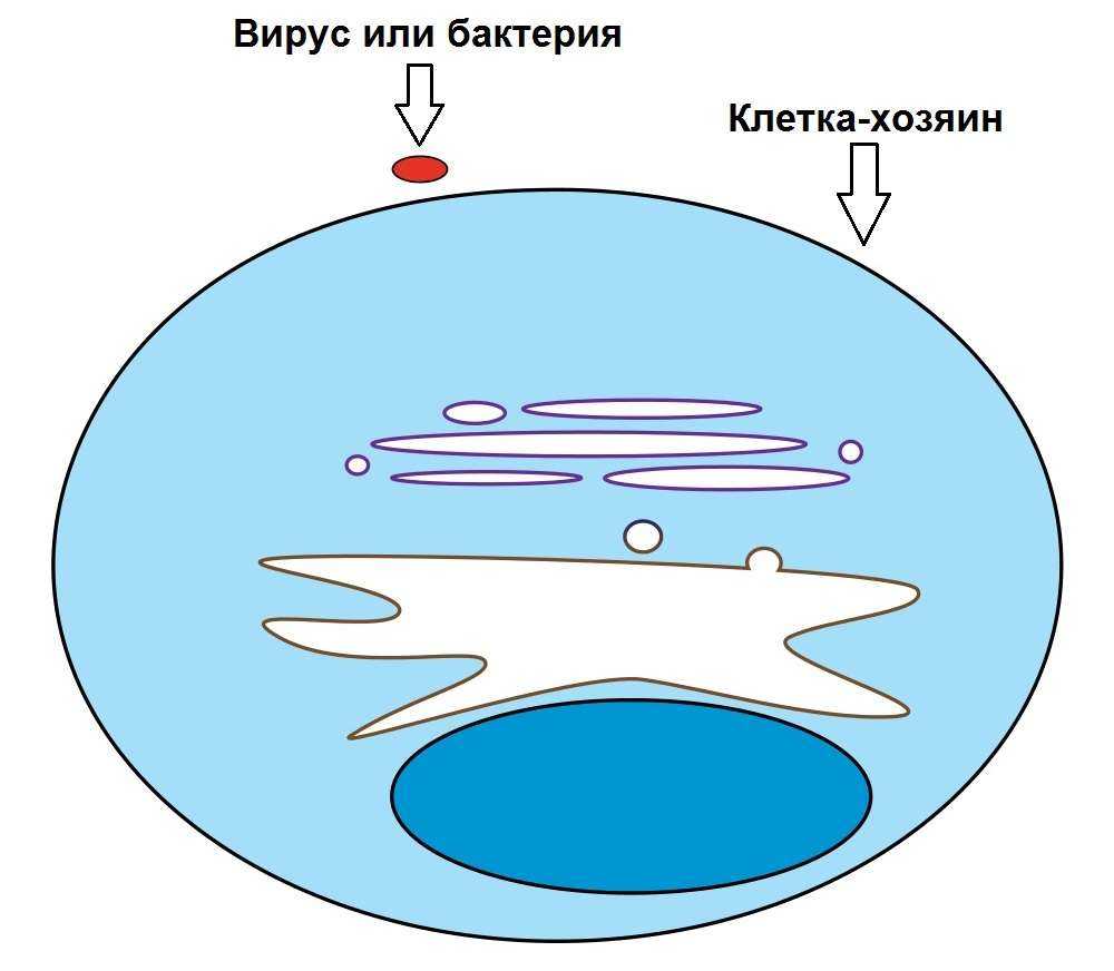 Открытие фагоцитоза презентация