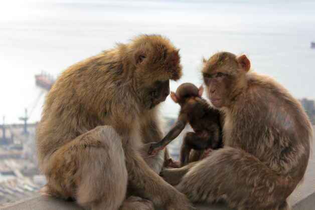 Какая продолжительность жизни у обезьян?