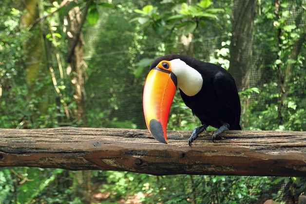 Тропические животные: список, виды, названия, описания и фото