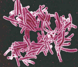 Болезни вызываемые бактериями для 5 класса