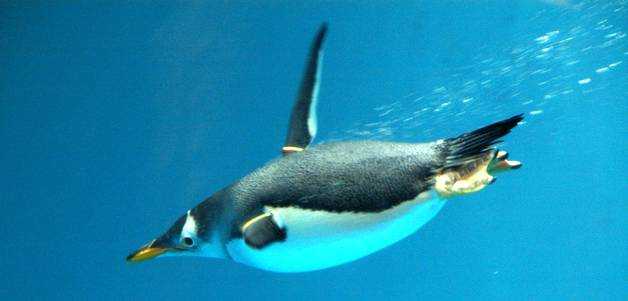 ТОП 7 увлекательных и интересных фактов о пингвинах