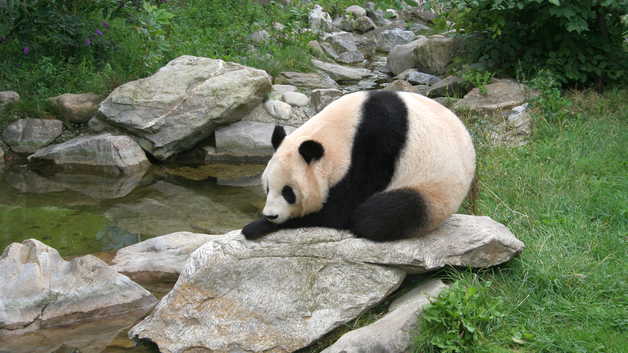 Большая Панда Фото