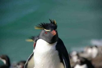Пингвин Фото Животного