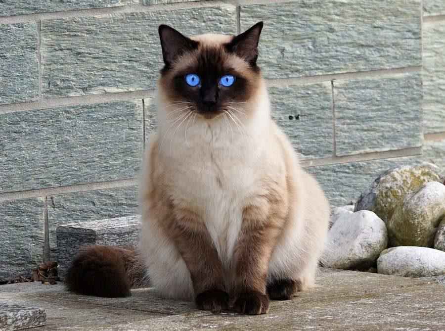 сиамская балинезийская кошка