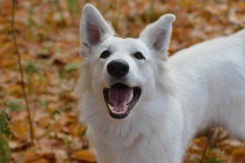 Белая Собака Фото Порода