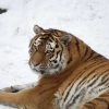 амурский тигр, снег, фото, редкое животное, Красная книга, Россия