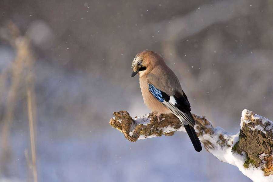 Зимующие Птицы Фото И Описание