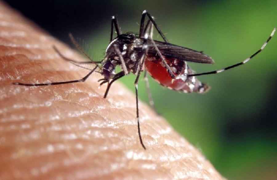 сколько дней живет комар дома