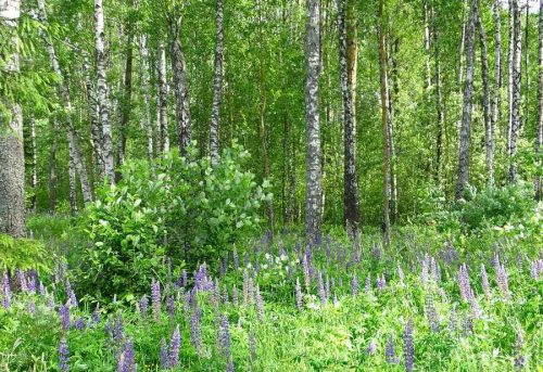 Водные растения беларуси фото и название