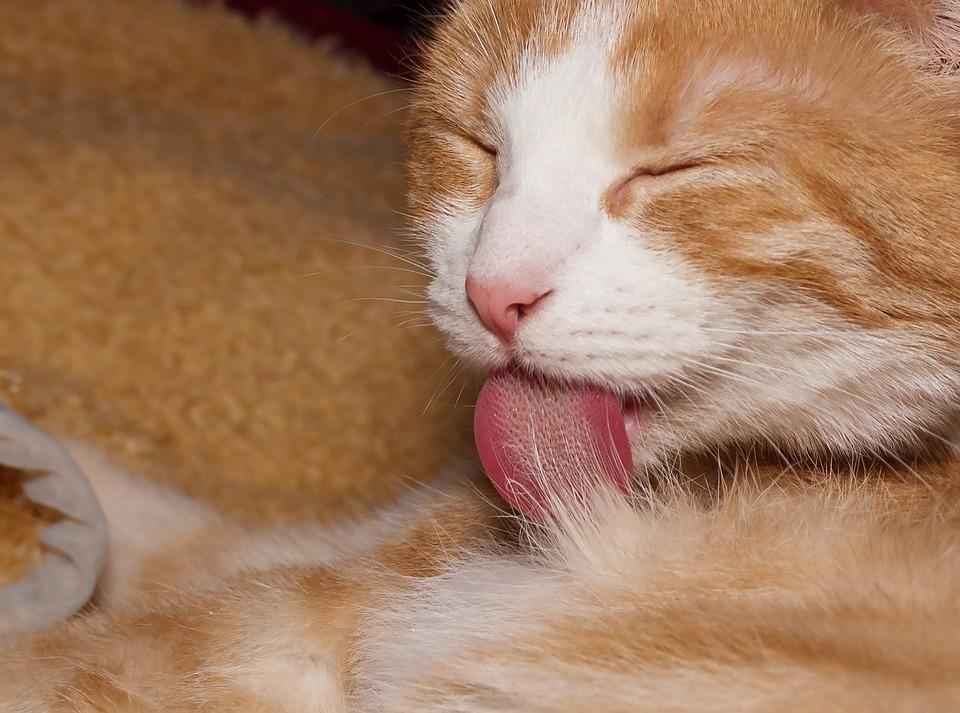Почему у кошек шершавый язык? Как они пьют воду? - Фото и видео — Природа  Мира