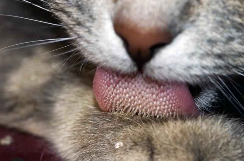 Почему у кошек шершавый язык? Как они пьют воду? - Фото и видео — Природа  Мира