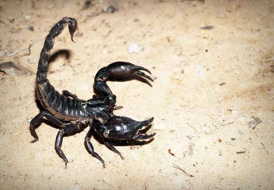 Виды Скорпионов Названия И Фото