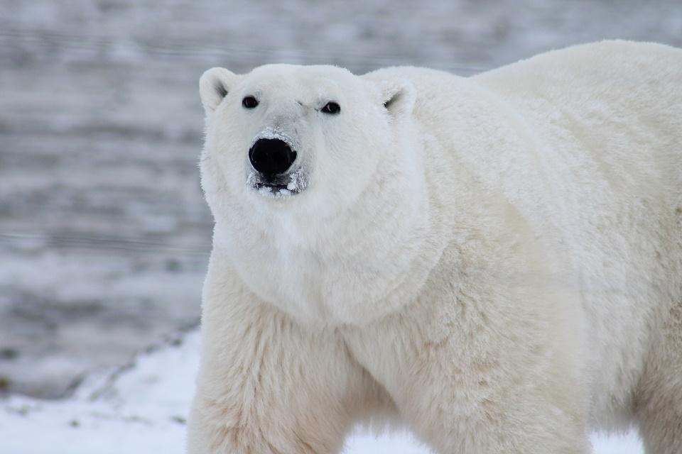 Животный мир Арктики — млекопитающие, птицы, хищники и морские животные, обитающие в Арктике. Животные и птицы арктических пустынь Каких животных можно встретить в Арктике