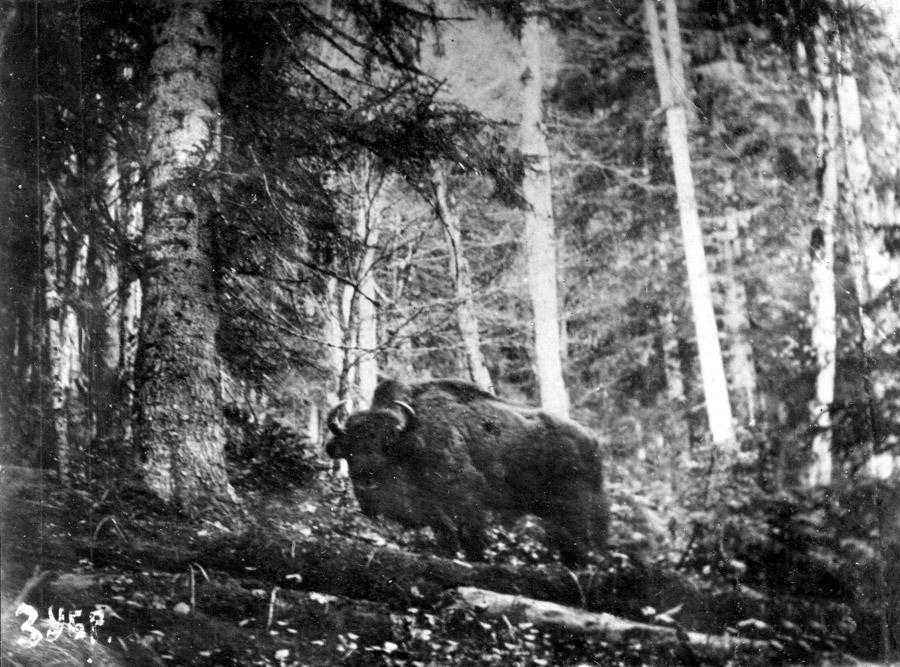 Черная книга вымерших животных и растений фото