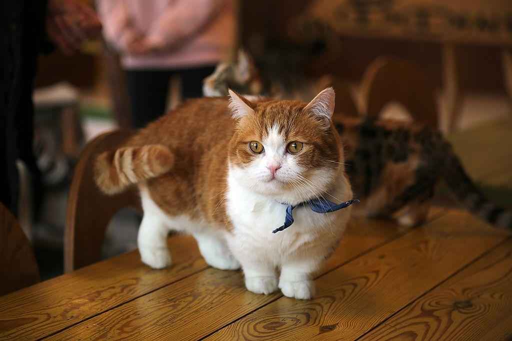 Описание породы кошек с маленькими лапками