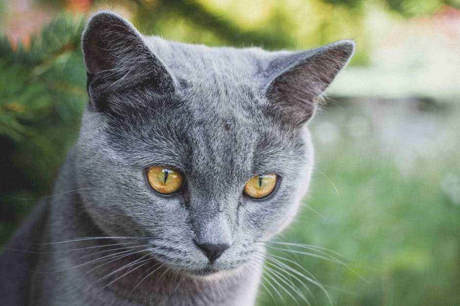 ТОП 10 короткошерстных пород кошек - названия, описание и фото — Природа  Мира