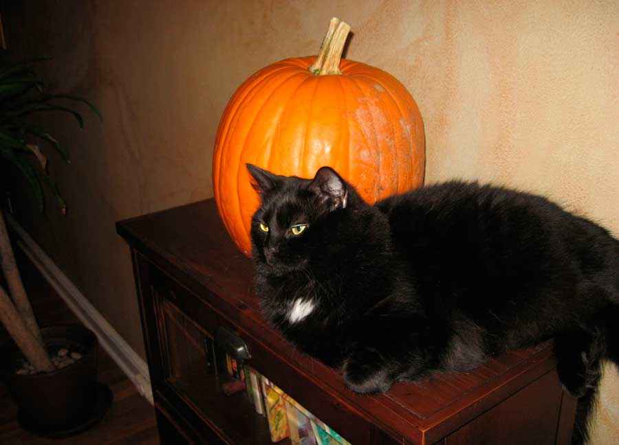 Самая красивая черная кошка породы