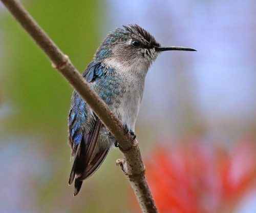 ТОП 16 самых маленьких видов птиц в мире - названия, описание и фото —  Природа Мира