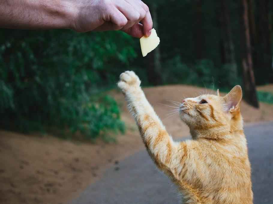 Можно ли кормить кошку сыром? — Природа Мира