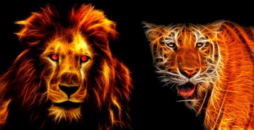 Кто победит в схватке? Лев или Тигр