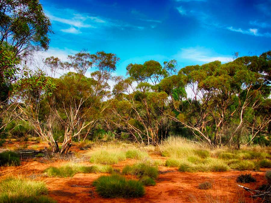 Какая природная зона преобладает на территории Австралии