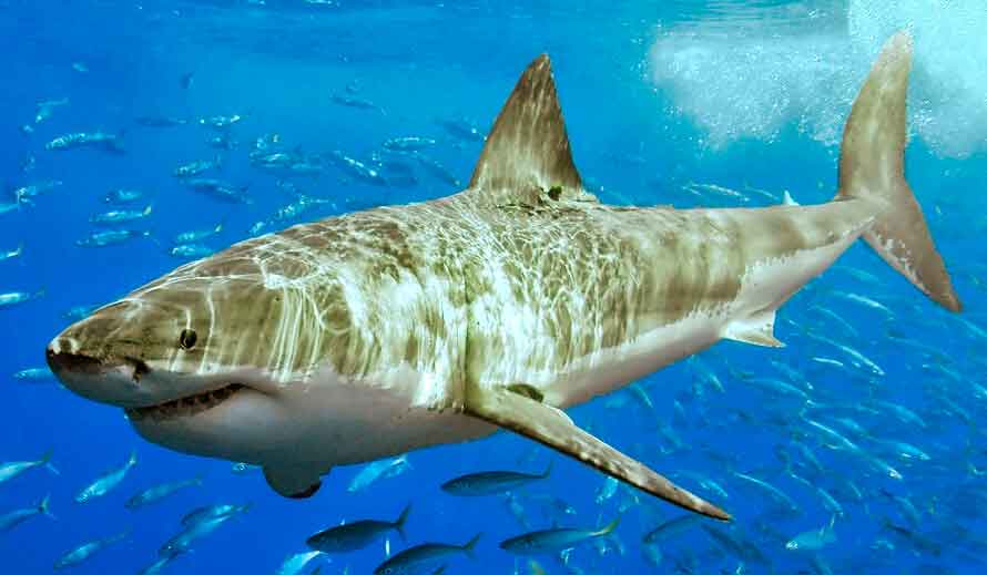 Виды акул фото и название для детей – акулы какие бывают