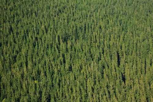 Доклад по теме Промышленное освоение лесных ресурсов тайги. Этап приискового хозяйства