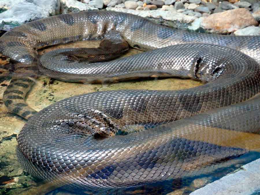 Самые большие змеи в мире: 15 фото