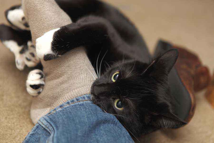 Почему кошки любят спать в ногах хозяина? — Природа Мира