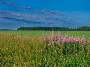 Растительность оренбургской области фото