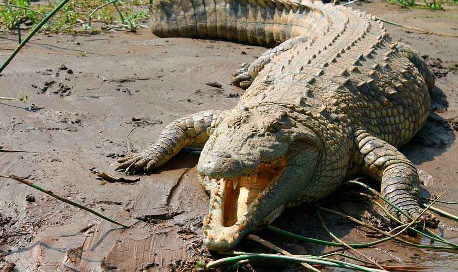 Виды Крокодилов И Аллигаторов Фото С Названиями
