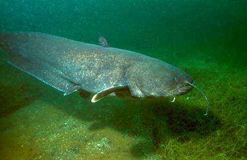 самая большая пресноводная рыба в мире топ 10