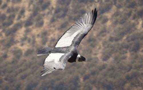 Какие виды птицы летают выше всех — список, характеристика и фото зверушки,живность,питомцы,Животные