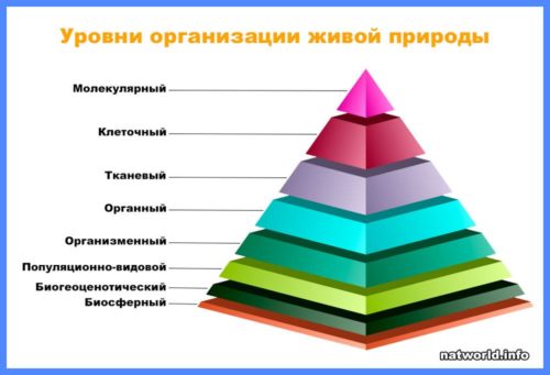 Уровни организации живой природы картинки