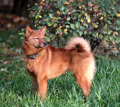Порода собаки похожая на лису рыжая маленькая с большими ушами