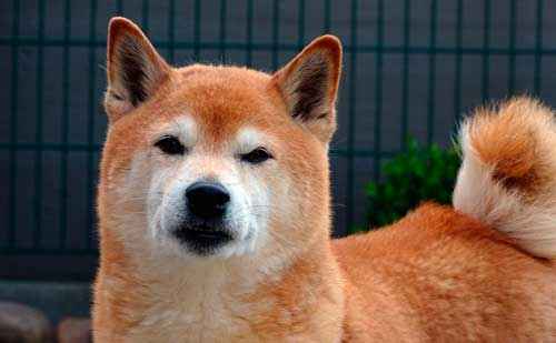 Порода собаки похожая на лису рыжая маленькая с большими ушами