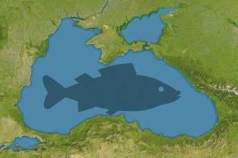 Черное море, карта, рыба, иллюстрация