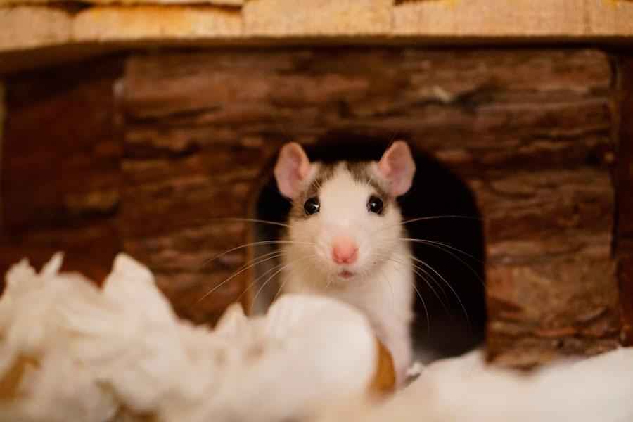 Сколько лет живут домашние крысы