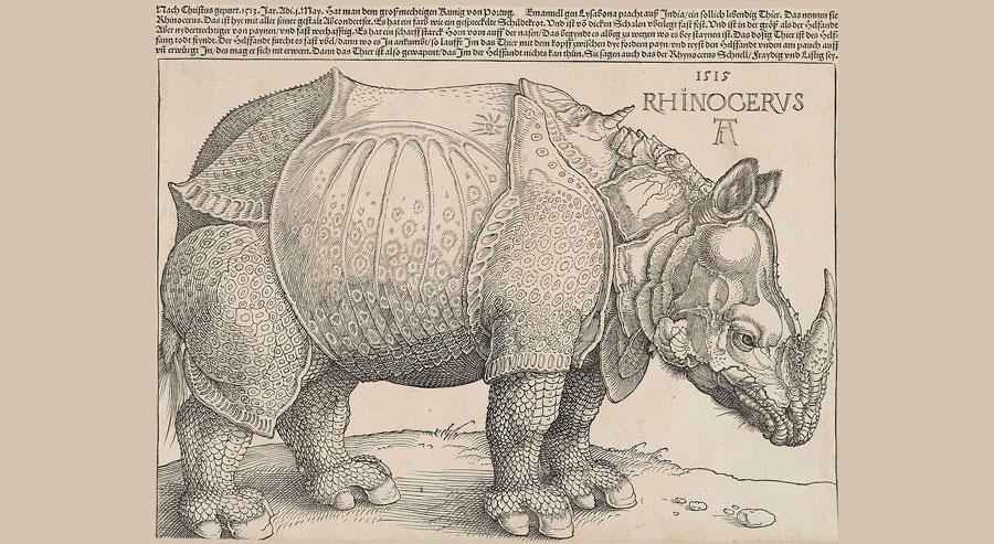 Носорог, животное, гравюра Дюрера, изображение