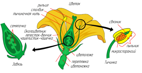 Укажи какие обозначения на рисунке соответствуют органам цветка в котором происходит оплодотворение