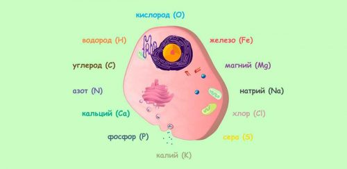 Картинки на тему химический состав клетки