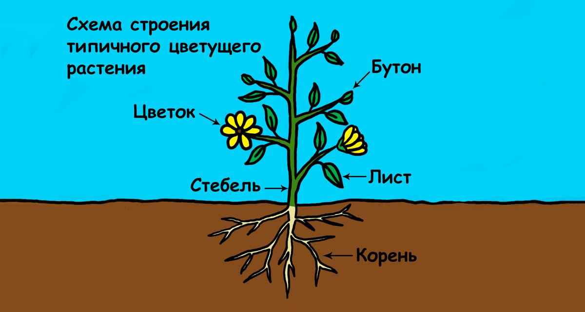 Основные черты ботаника