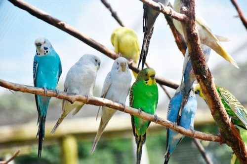 Реферат: Биология волнистого попугая