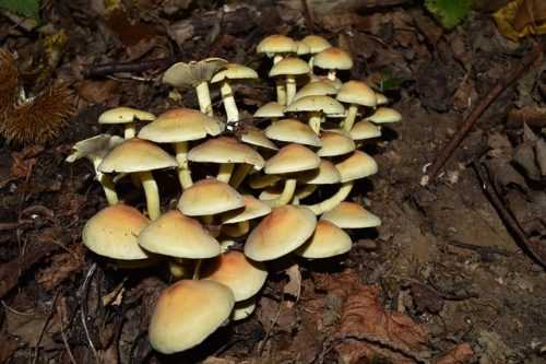 Какие грибы плохие