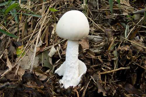 Ядовитые грибы: как отличить и что важно знать