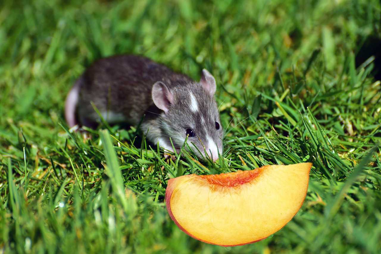 Можно ли крысам мандарины. Какое животное ест персики. Мышь ест нектарин. Абрикосовые крысы.